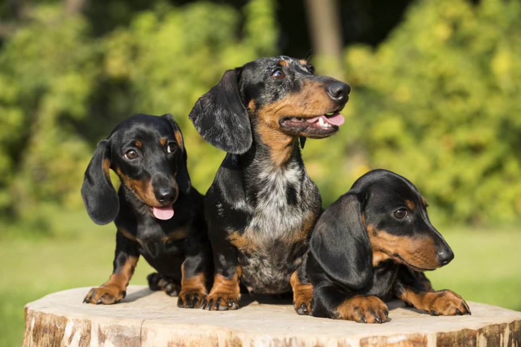 Three smooth-haired dachshunds sat on a large tree stump 
