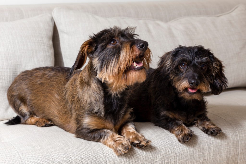 Should I Get Two Dachshunds? Two wire-haired dachshunds sat on the sofa with one barking