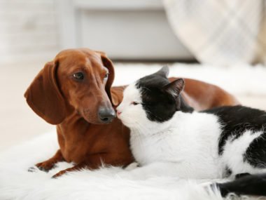 A dachshund living with a cat and laying on the floor together