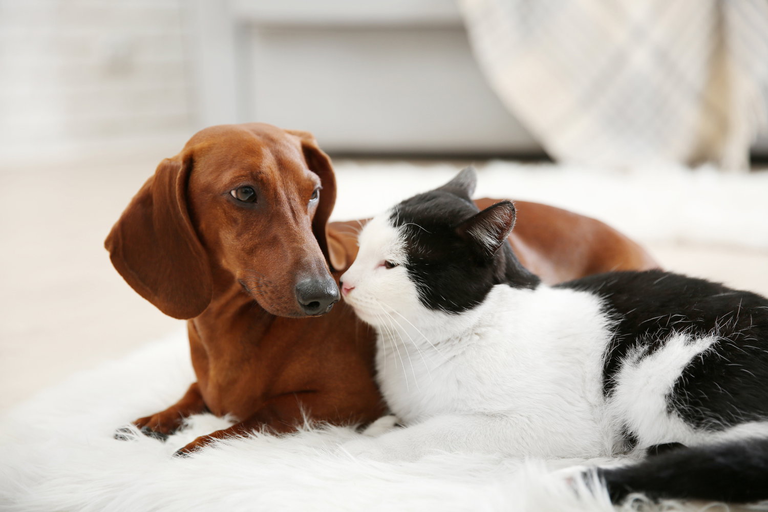 are dachshunds good with cats