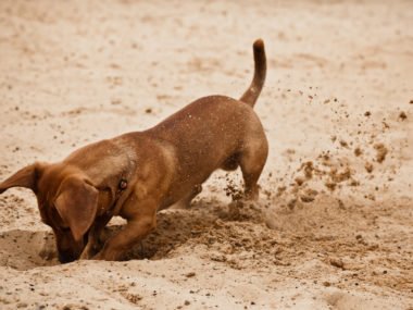 Dachshund digging a hole in the sand on the beach
