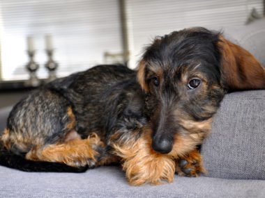 itchy dachshund laying on the sofa looking sad