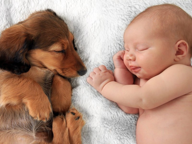 Dachshund sleeping on a blanket next to a baby