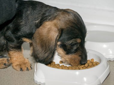 Dachshund eating dinner from a dog bowl