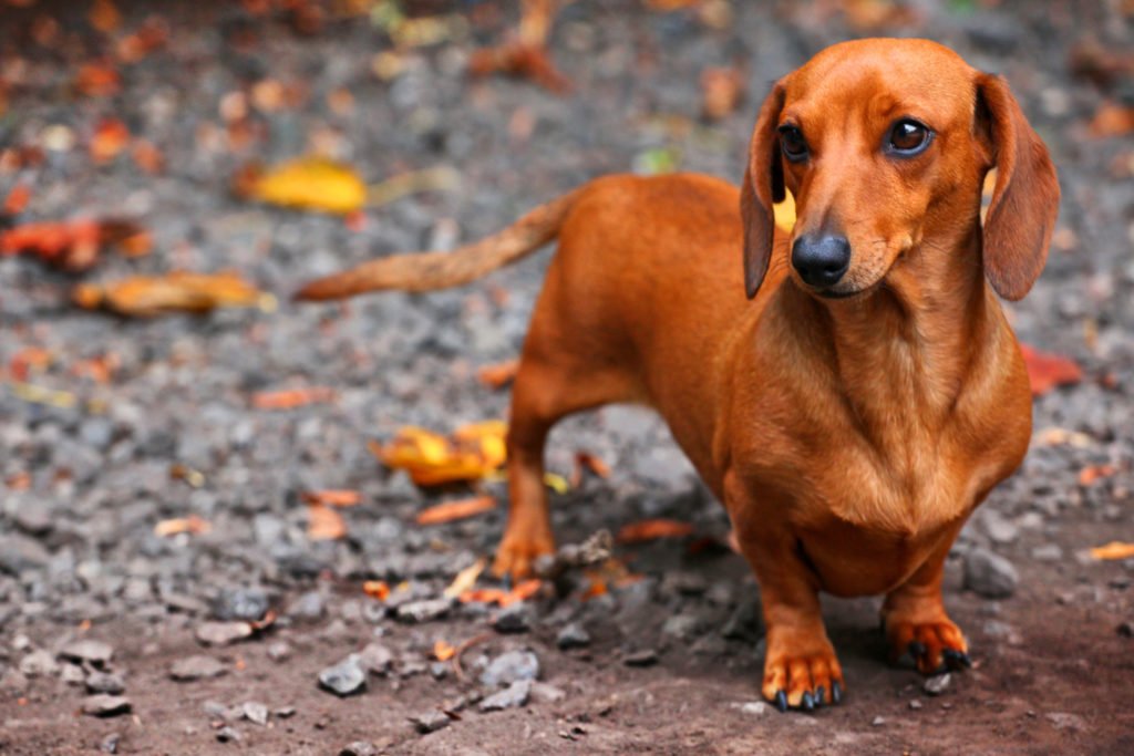 Dachshund out for a walk in the woods in Autumn time