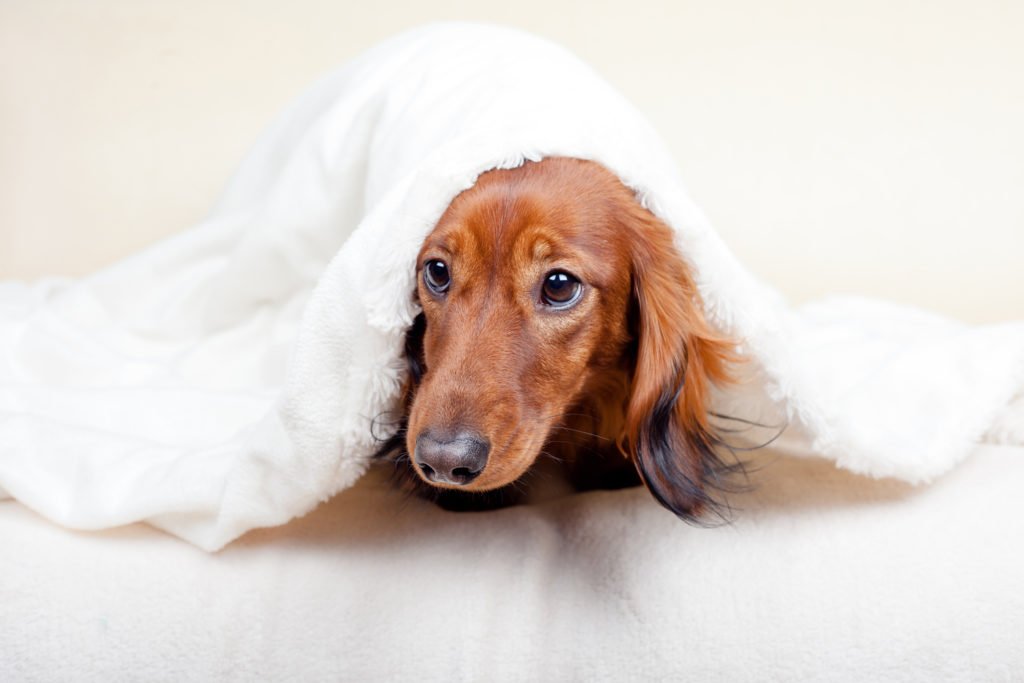 Why Do Dachshunds Go Under a Blanket? Dachshund burrowing under a blanket with face poking out