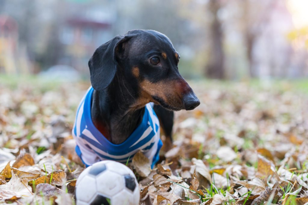 Dachshund going for a walk in the woods with a ball