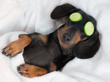dachshund being groomed with cucumbers on eyes