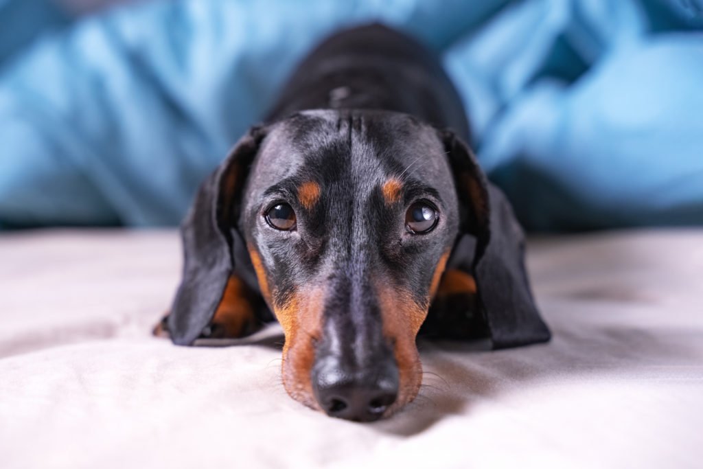 Dachshund laying on the floor looking anxious and alone