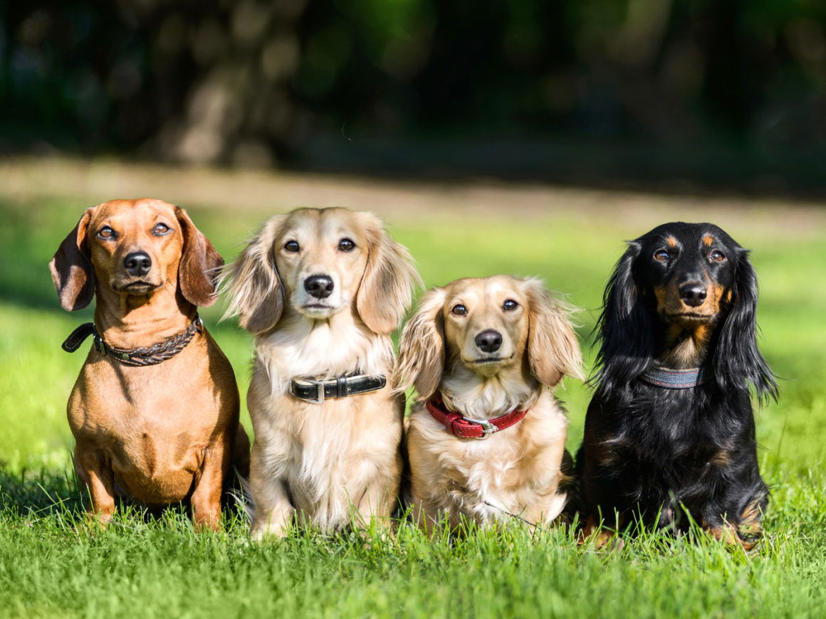 Is My Dachshund Miniature Or Standard? - I Love Dachshunds