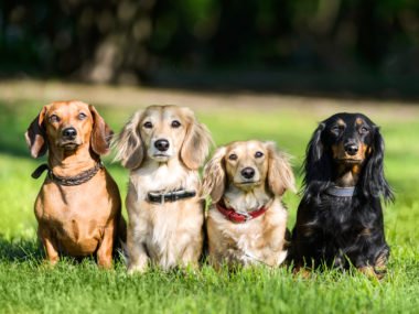 Four dachshunds with different coat colours all sat in a line in the garden