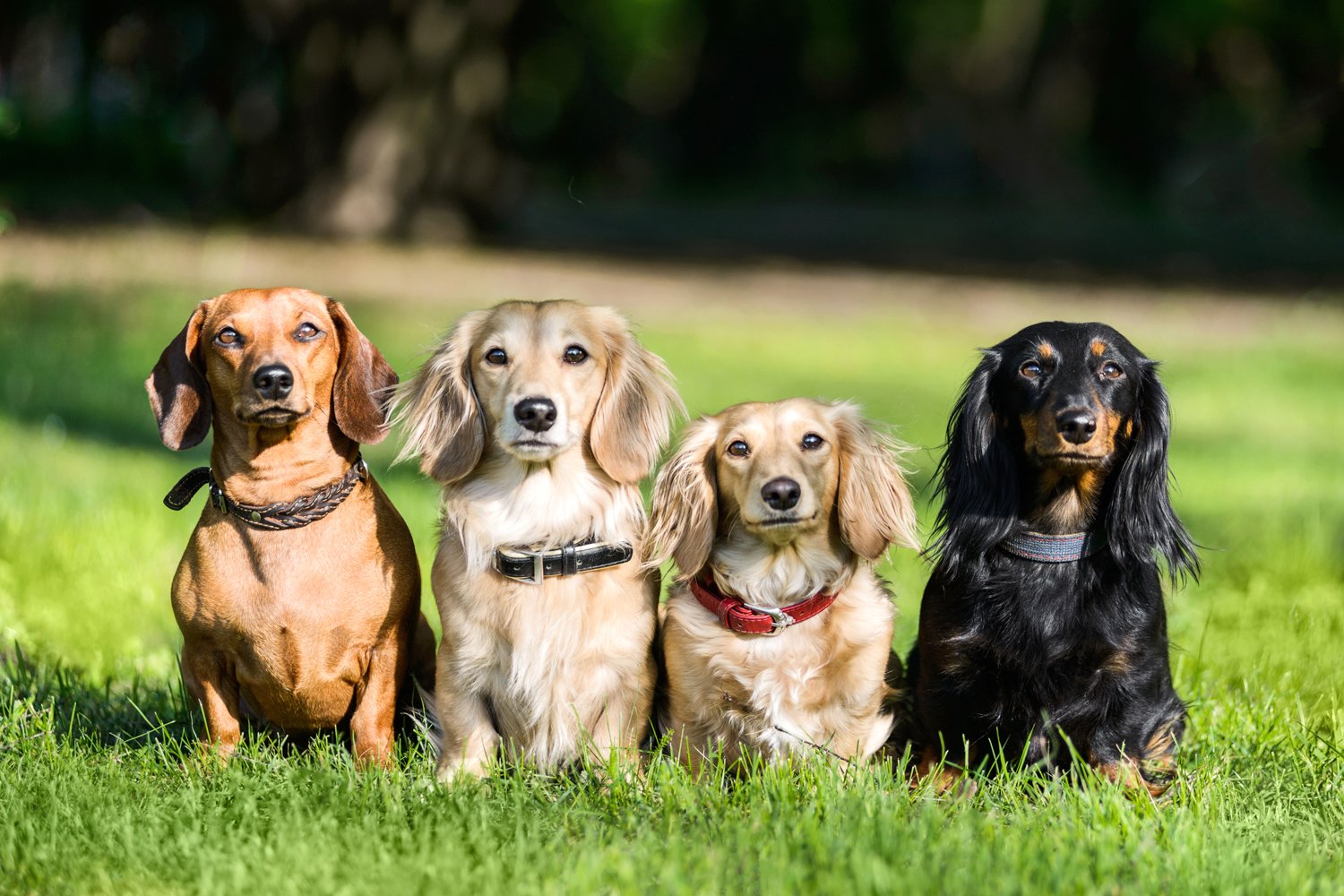 What Colours Can Dachshunds Be? - I Love Dachshunds