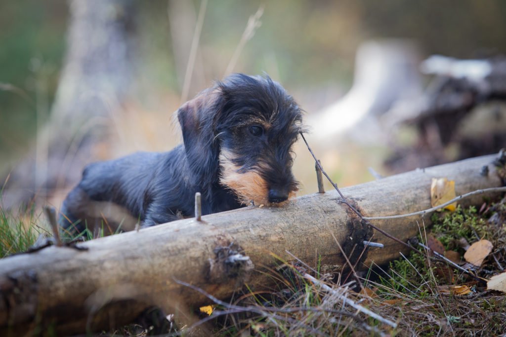 What are the dachshund traits? Dachshund digging by a tree log