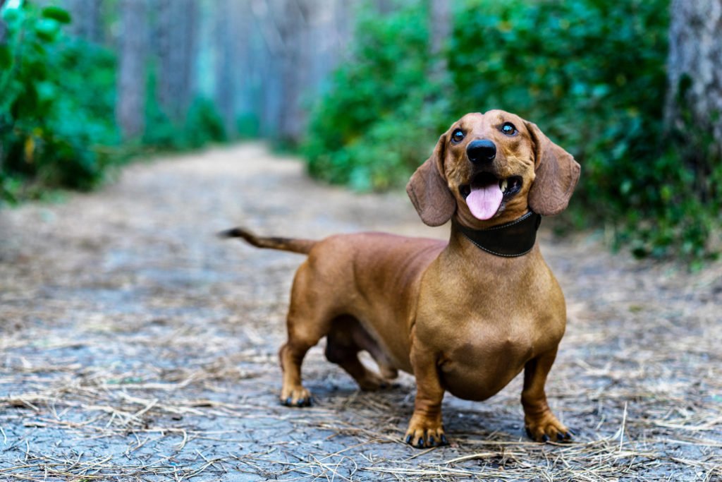 Smooth-haired dachshund looking energetic on a walk in the woods