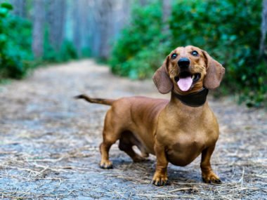 Energetic dachshund being exercised on a walk in the woods