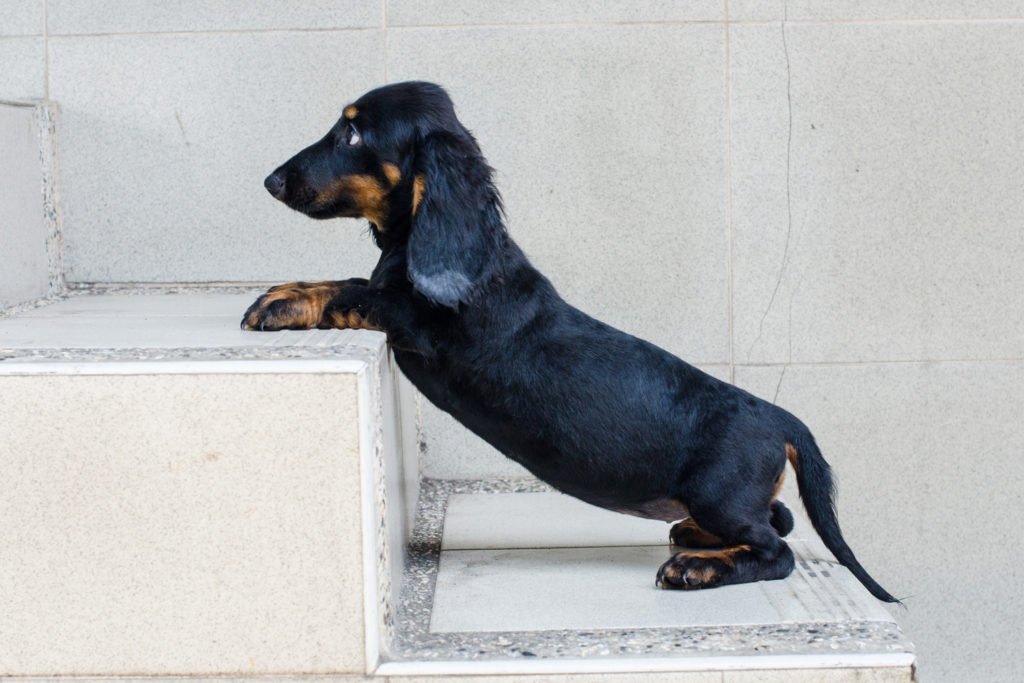 How To Care For a Dachshund’s Back. Dachshund going up stairs