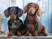 How Do I Know If My Female Dachshund Is In Heat? - I Love Dachshunds