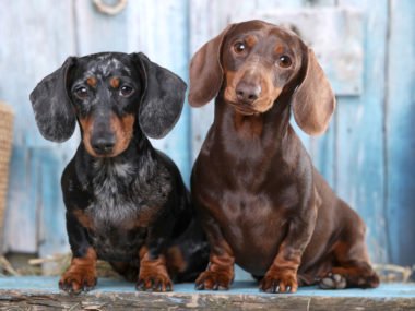 two dachshunds with health problems sat outside looking sad