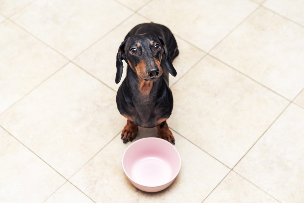 What are the dachshund traits? Dachshund sat behind an empty food bowl waiting for dinner