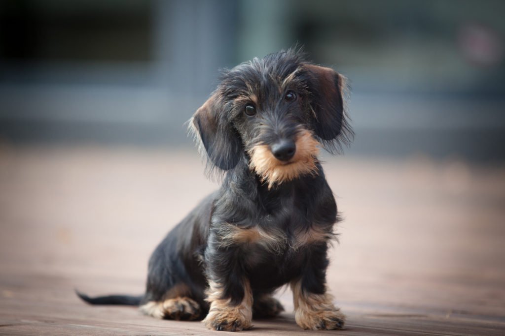 Wire-haired dachshund puppy sat on the floor doing potty training