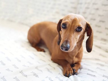Why do dachshunds shake? A shaking dachshund laying on a bed looking anxious