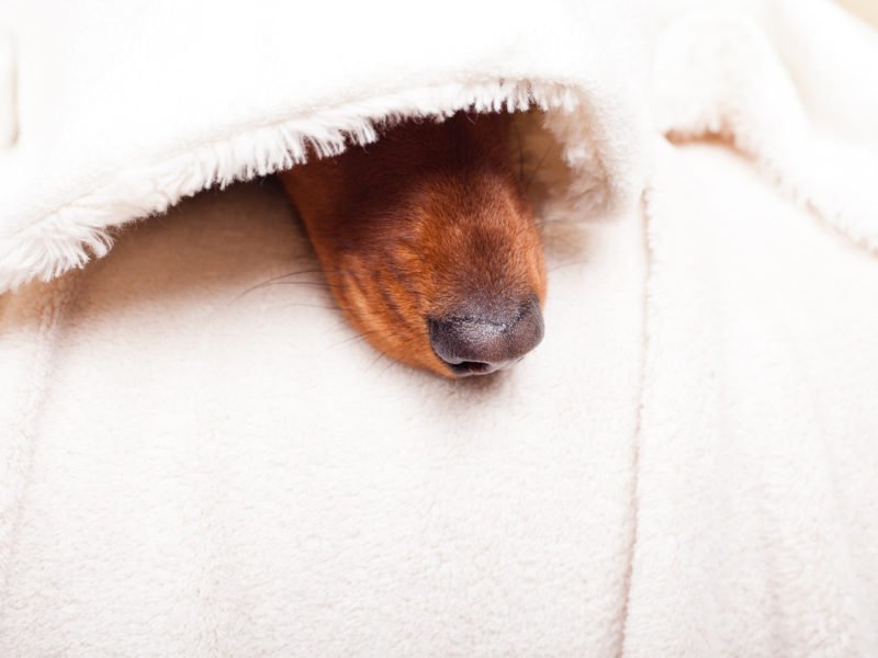 A dachshund under a blanket with nose poking out