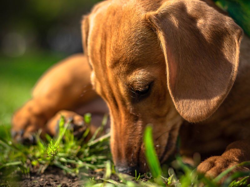 dachshund eating poop in the garden