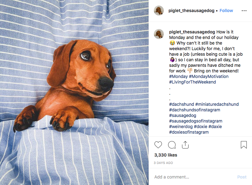 Instagram screenshot of dachshund @piglet_thesausagedog