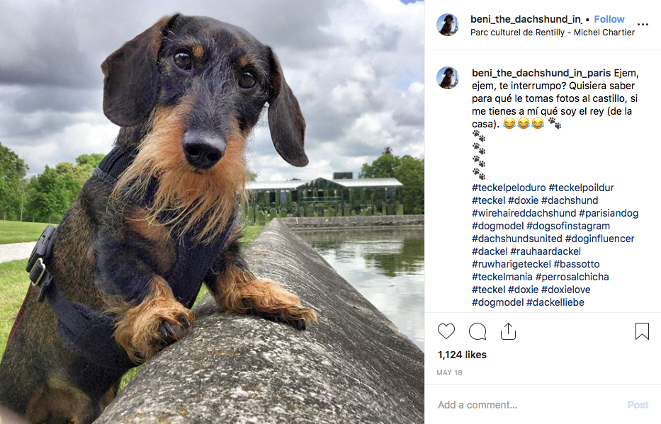 Instagram screenshot of dachshund @beni_the_dachshund_in_paris