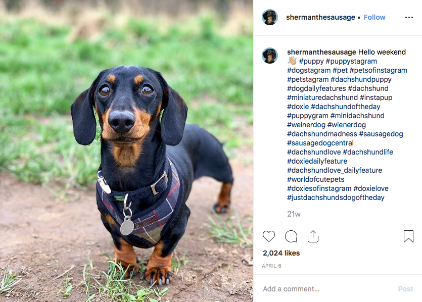 Instagram screenshot of dachshund @shermanthesausage