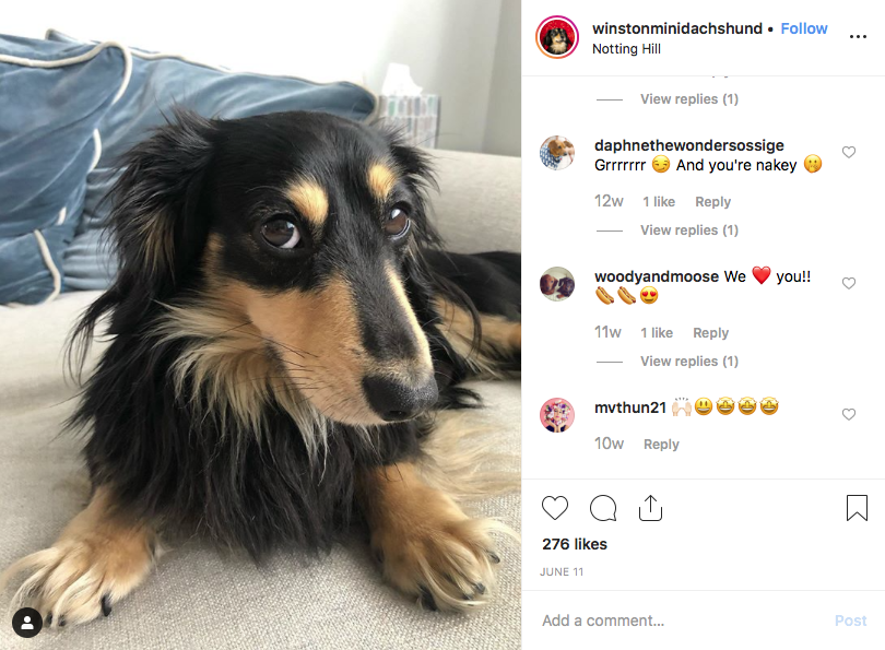 Dachshund instagram screenshot of dachshund @winstonminidachshund