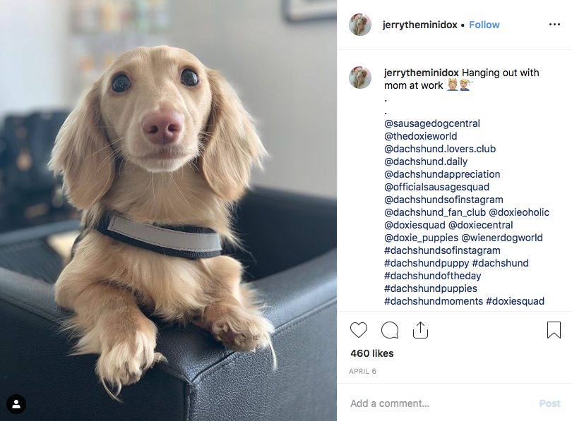 Instagram screenshot of dachshund @jerrytheminidox