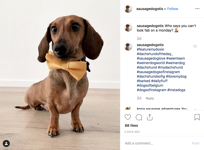 Instagram screenshot of dachshund @sausagedogotis