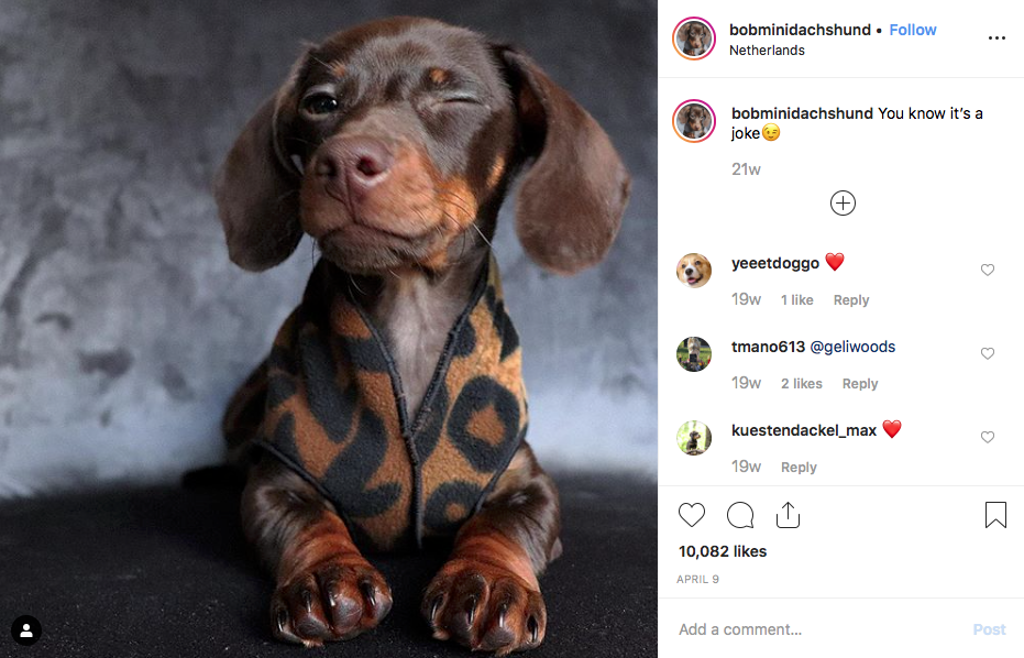 Instagram screenshot of dachshund @bobminidachshund