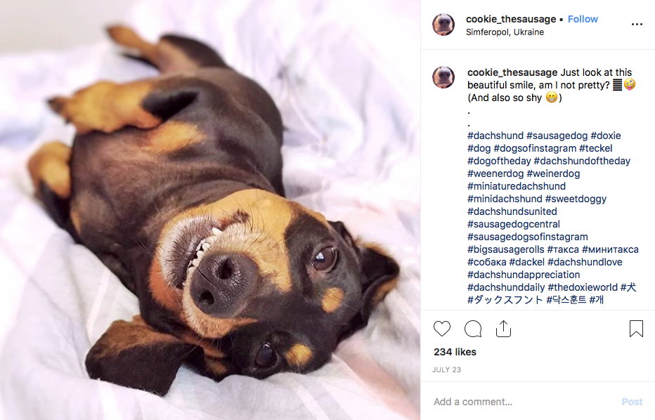 Instagram screenshot of dachshund @cookie_thesausage