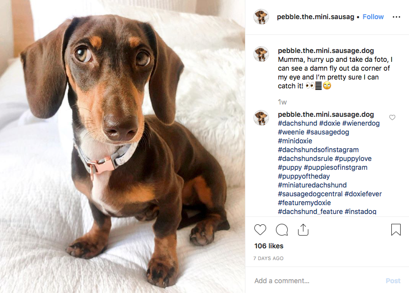 Instagram screenshot of dachshund @pebble.the.mini.sausage.dog