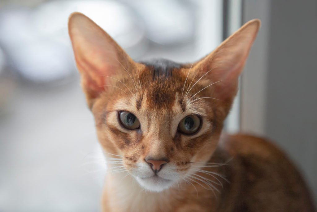 Can Dachshunds Live with Cats? Close up of a kitten's head staring straight ahead