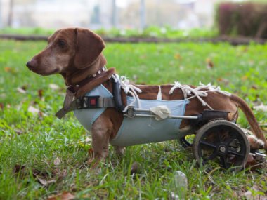Dachshund with IVDD in a dog wheelchair mobility cart