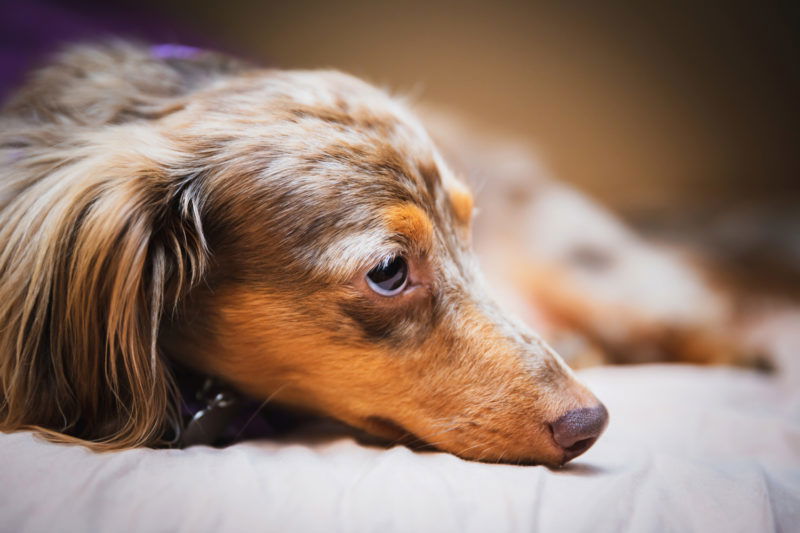 How To Care For a Dachshund’s Back - I Love Dachshunds