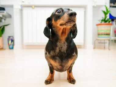 A miniature dachshund living in an apartment