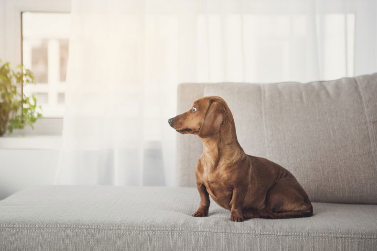 Why Do Dachshunds Bark All The Time? - I Love Dachshunds