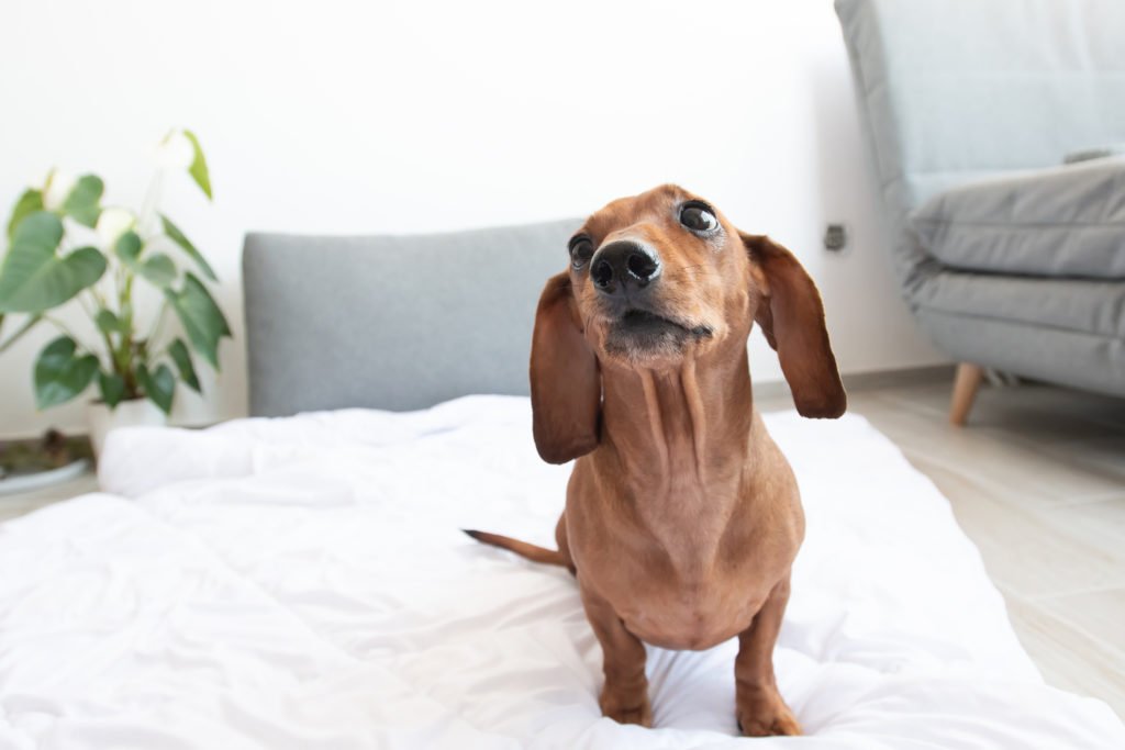 Dachshund sat on the bed in an apartment looking mischievous