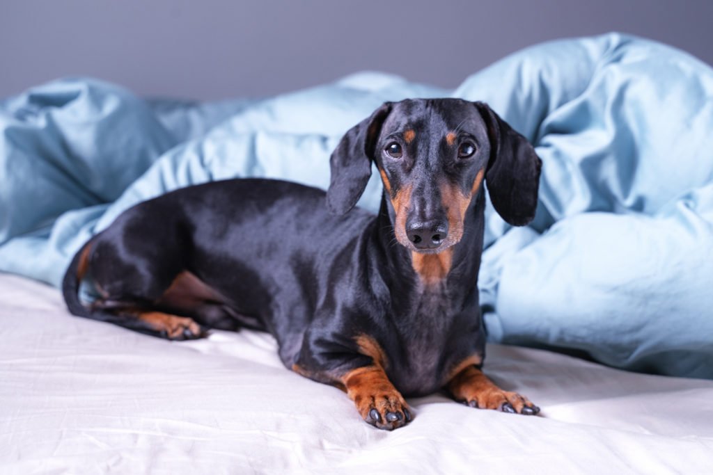 Dachshund with separation anxiety laying on the bed on his own