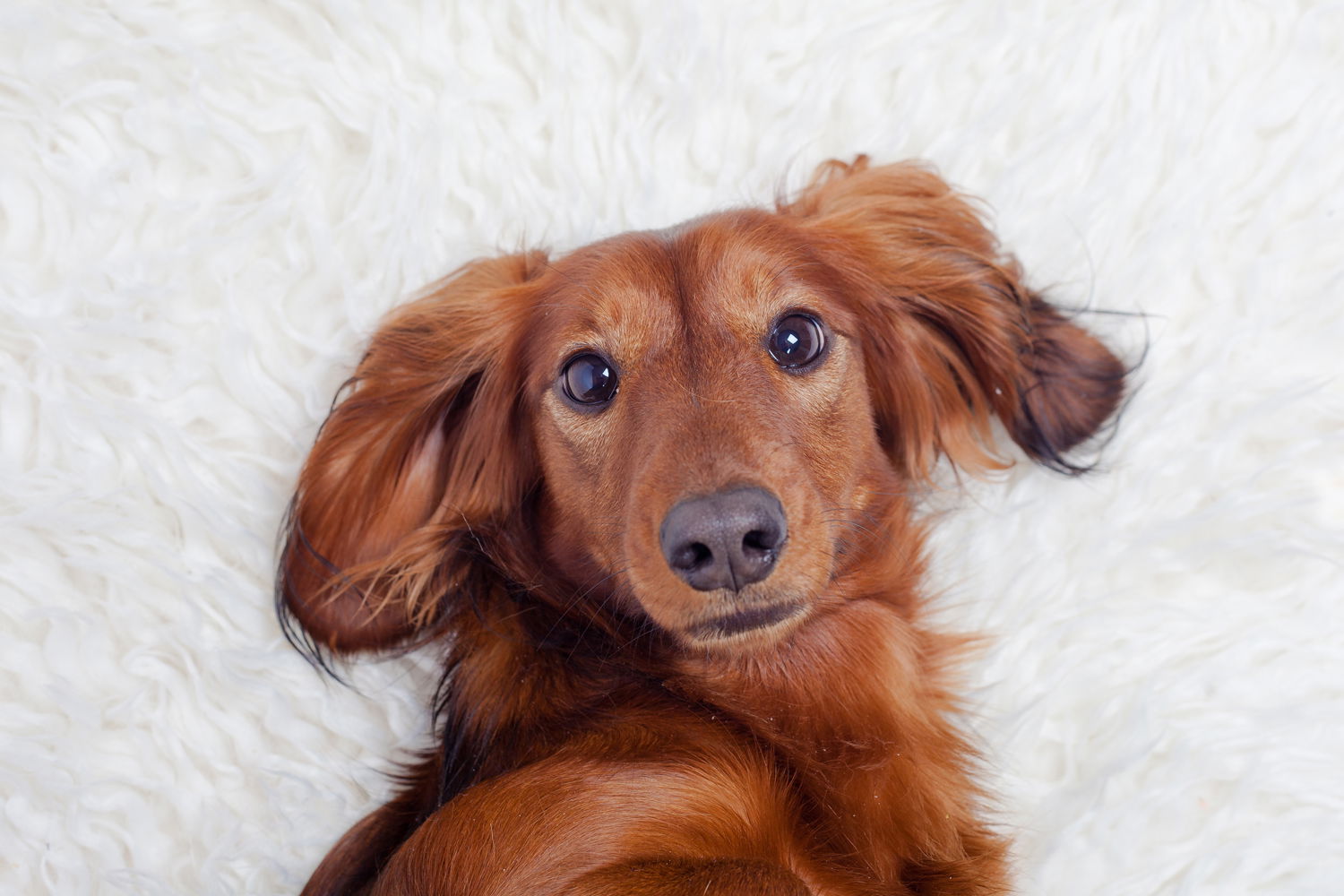 Are Dachshunds Loyal To One Person? - I Love Dachshunds