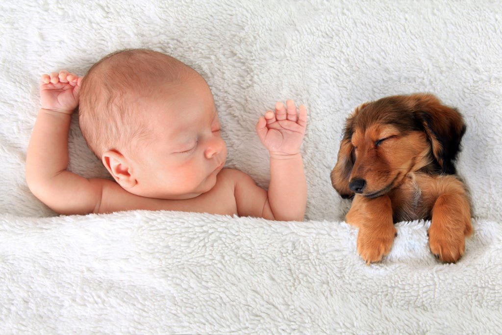 Are Dachshunds Good Family Dogs? Baby sleeping beside a puppy dachshund