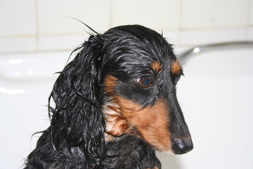 How do i bathe a dachshund? Dachshund soaking wet in the bath