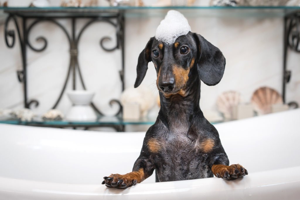 Dachshund being groomed in the bath with shampoo on his head
