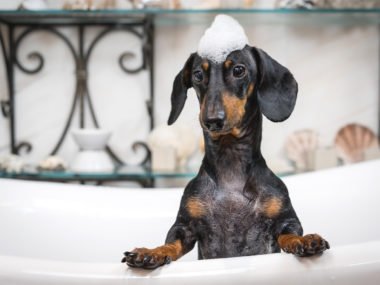 dachshund in a bath covered in shampoo