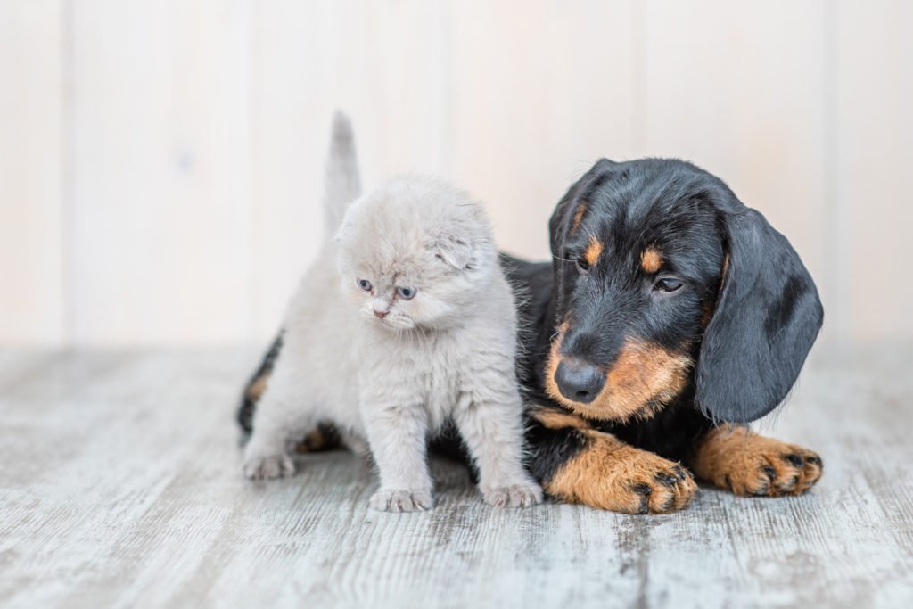 Can Dachshunds Live with Cats? Dachshund puppy laying next to dachshund kitten