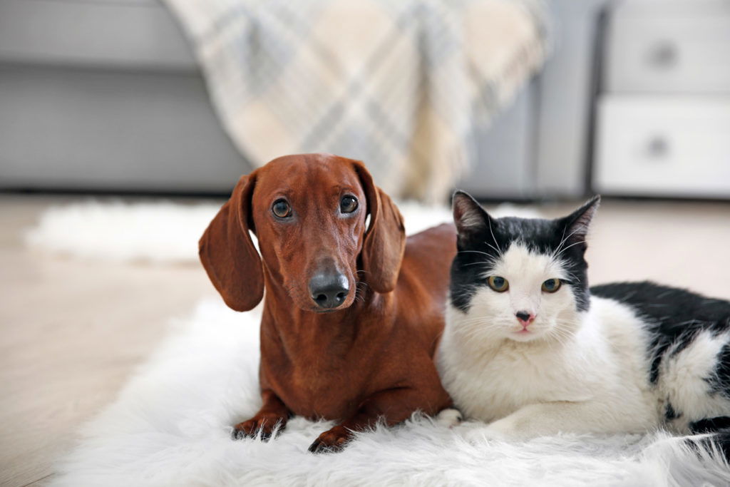 Can Dachshunds Live with Cats? Dachshund laying on the floor with a cat and looking straight ahead